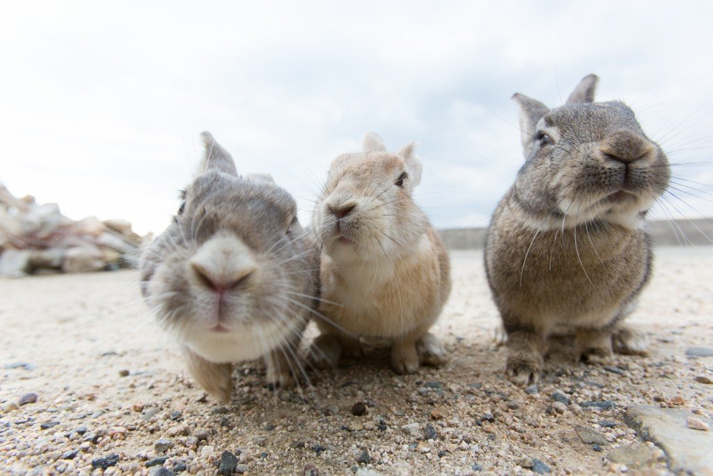 Okunoshima The Charming Yet Haunting Rabbit Island