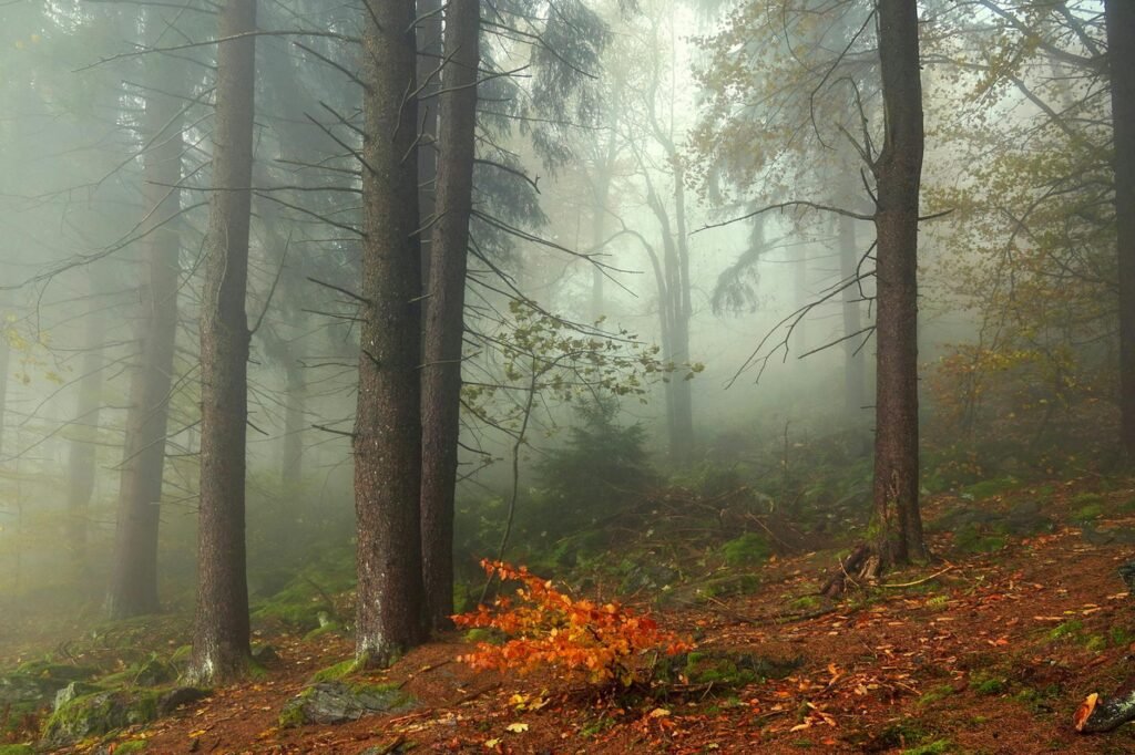 Shirakami Sanchi: Explore Japan's Pristine UNESCO Beech Forests
